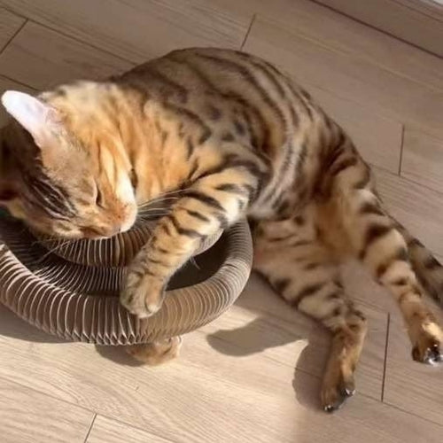Veterinarian-Recommended Cat Scratching Toy